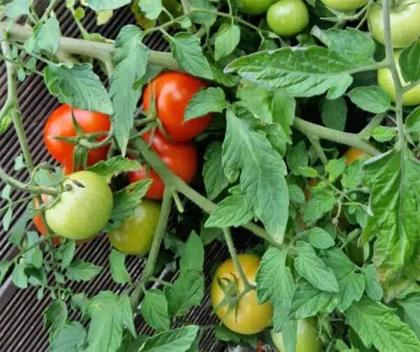 Памідор (Solanum lycopersicum) Тэрэза F1 - Выява 4