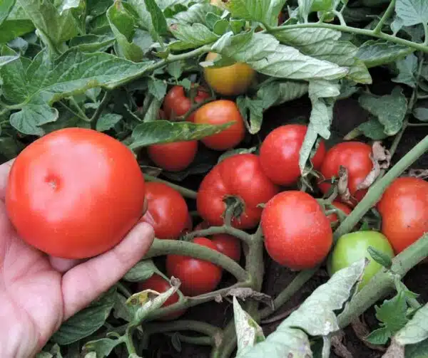 Тамат (Solanum lycopersicum) Тэрэза F1