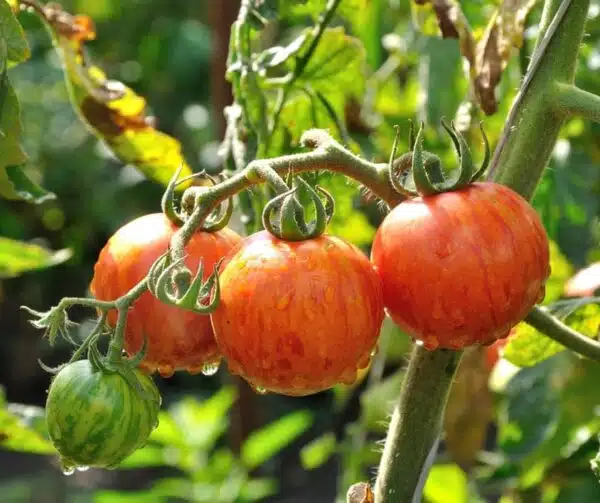 Tomate (Solanum lycopersicum) Tigerella - Image 2