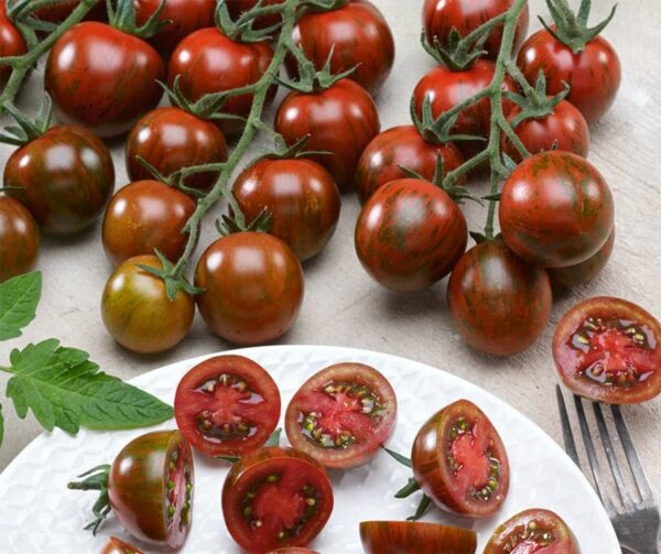Tomato (Solanum lycopersicum) Tigrino