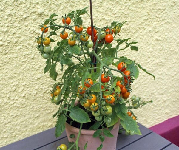 Tomato (Solanum lycopersicum) Tiny Temptations Orange PhR F1 - Image 2