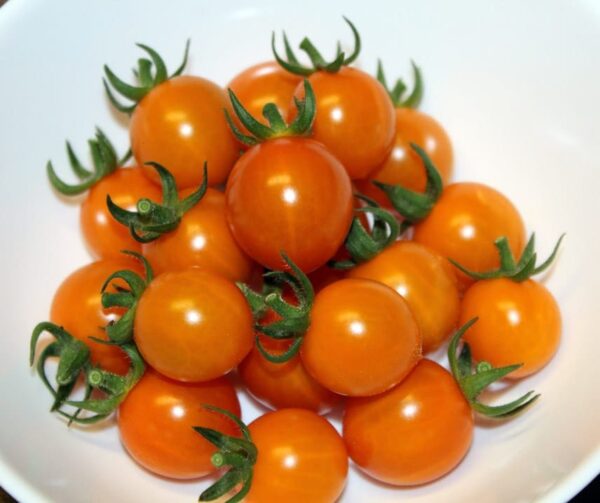 Tomato (Solanum lycopersicum) Tiny Temptations Orange PhR F1 - Image 3