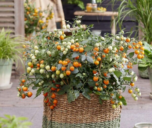 Tomato (Solanum lycopersicum) Tiny Temptations Orange PhR F1 - Image 4