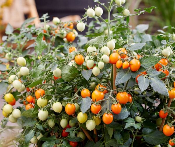 Tomato (Solanum lycopersicum) Tiny Temptations Orange PhR F1