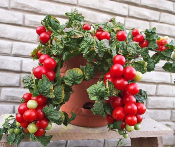 Tomato (Solanum lycopersicum) Tomfall