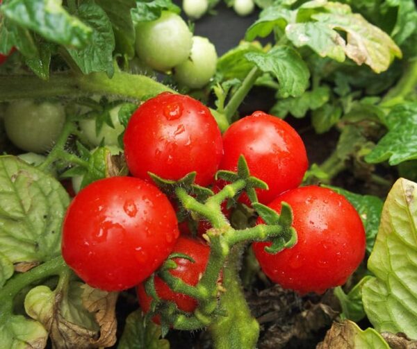 Tomato (Solanum lycopersicum) Tomfall - Afbeelding 2
