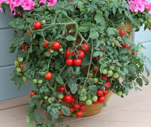 Tomato (Solanum lycopersicum) Tumbling Tom Red