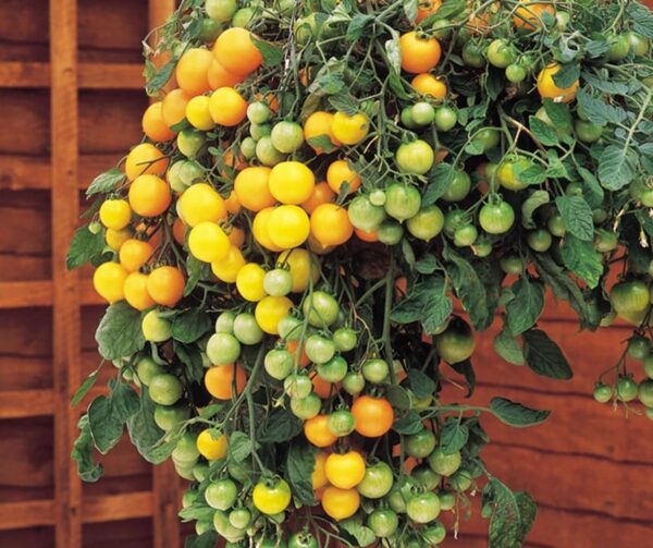 Tomate (Solanum lycopersicum) Tumbling Tom Jaune