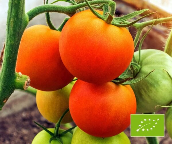 Tomato (Solanum lycopersicum) Valencia BIO