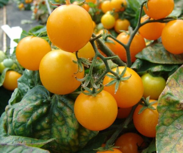 Tomate (Solanum lycopersicum) Vénus