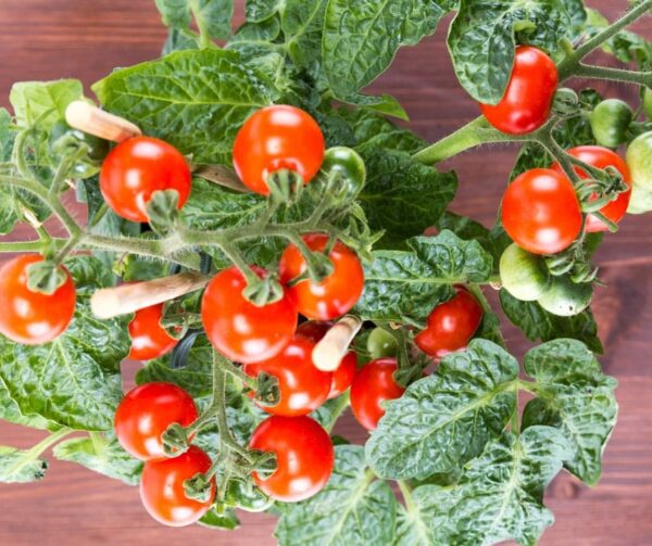 Tomato (Solanum lycopersicum) Vilma - Image 2