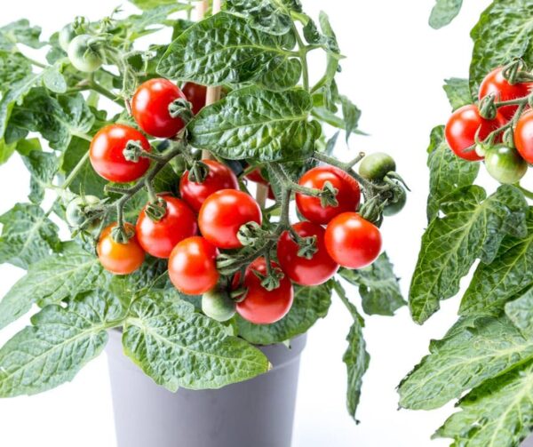 Tomato (Solanum lycopersicum) Vilma