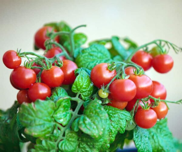 Tomato (Solanum lycopersicum) Vilma - Image 3