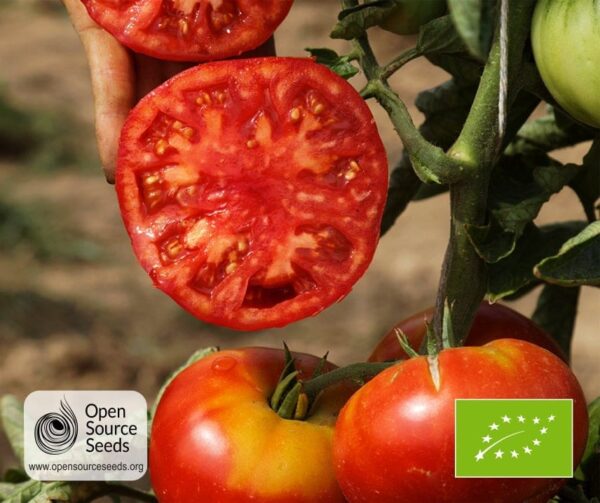 Tomato (Solanum lycopersicum) Vivagrande PhR BIO