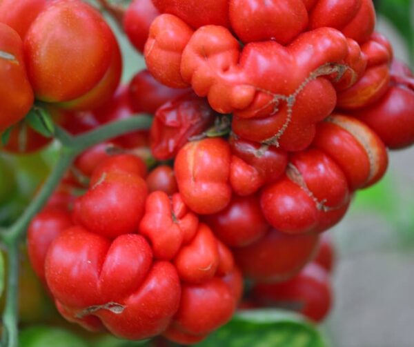 Tomato (Solanum lycopersicum) Voyage BIO - Afbeelding 2