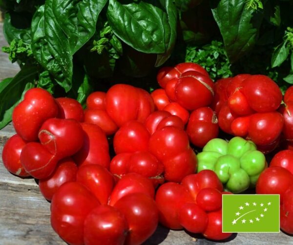 Tomato (Solanum lycopersicum) Voyage BIO