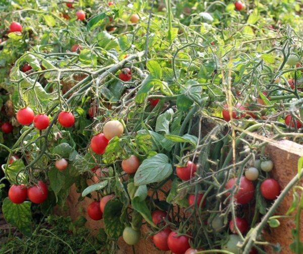 Pomodoro (Solanum lycopersicum) Whippersnapper BIO - Immagine 3