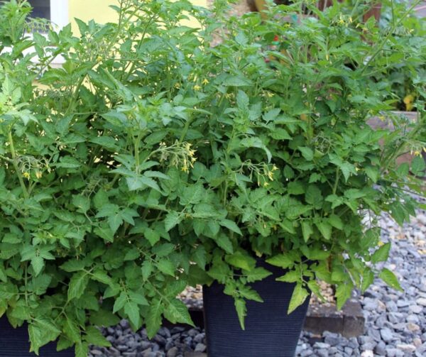 Pomodoro (Solanum lycopersicum) Whippersnapper BIO - Immagine 4