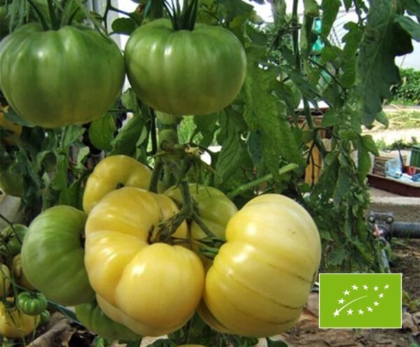 Pomodoro (Solanum lycopersicum) White Beauty BIO