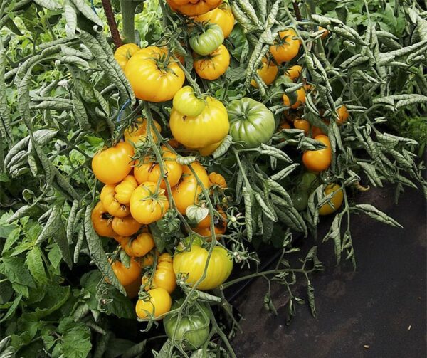 Tomate (Solanum lycopersicum) Yellowstone - Imagen 2