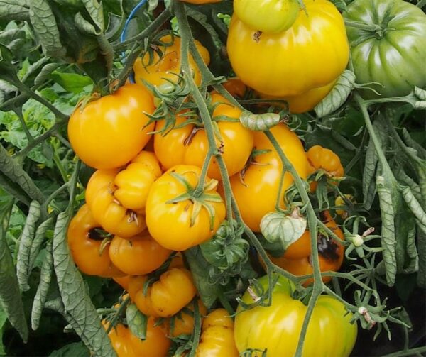 Tomate (Solanum lycopersicum) Yellowstone