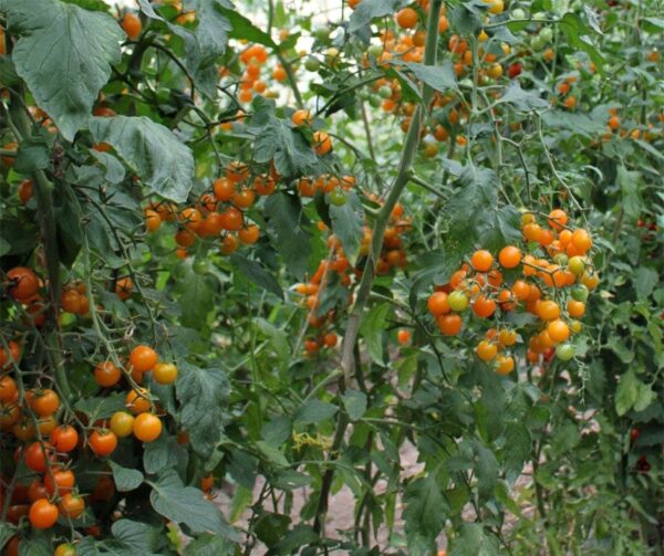 Tomato (Solanum lycopersicum) Yoney F1 - Afbeelding 3