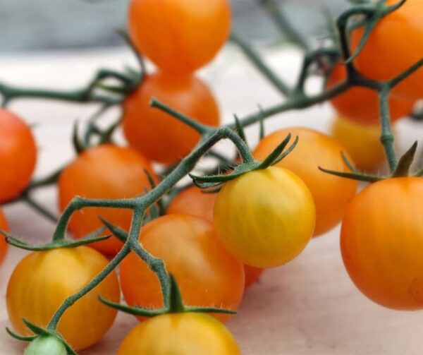 Tomato (Solanum lycopersicum) Yoney F1