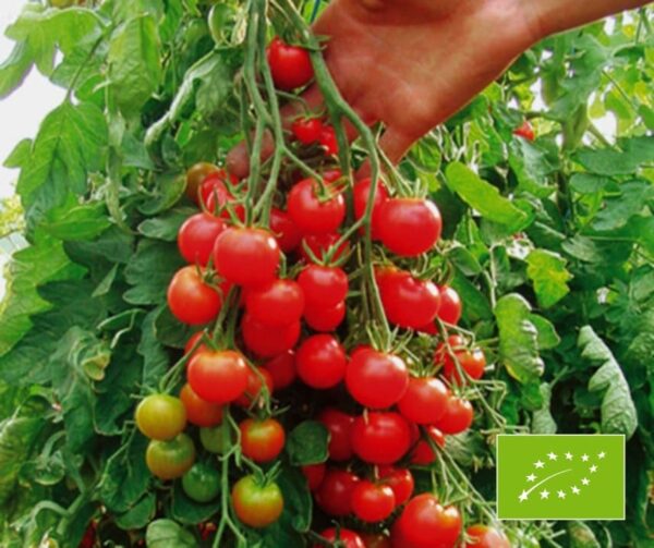 Tomato (Solanum lycopersicum) Zuckertraube BIO