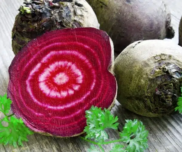 Beta vulgaris (Beetroot) Tonda di Chioggia