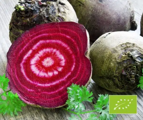 Beta vulgaris (Betterave) Tonda di Chioggia BIO