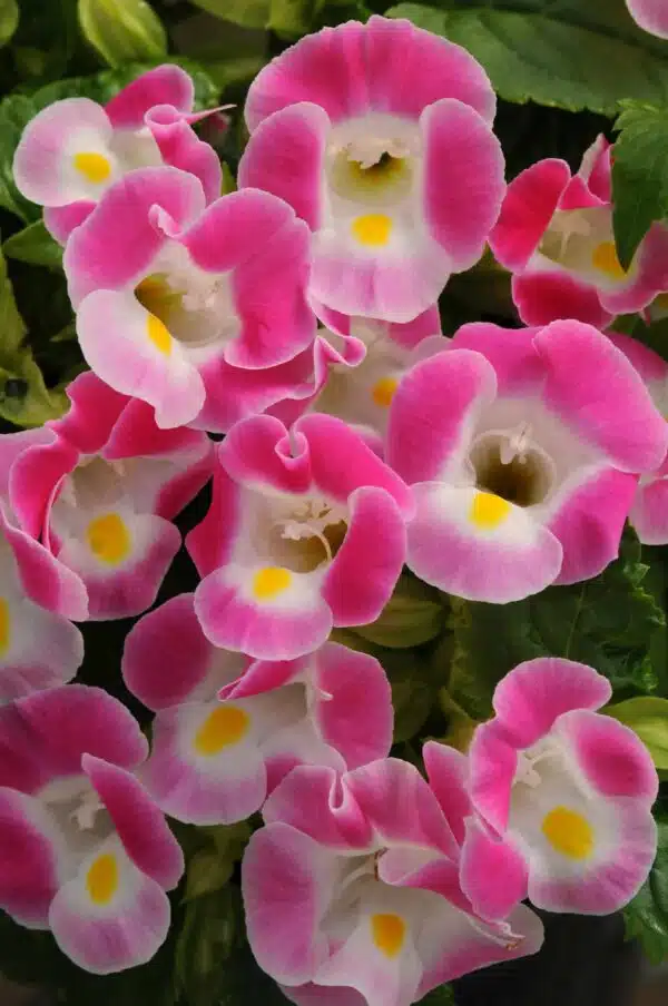 Torenia fournieri Kauai™ Rose