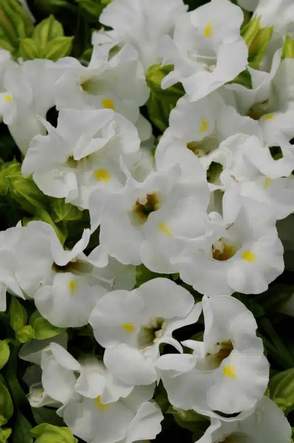 Torenia fournieri Kauai™ Blanco