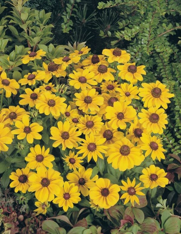 Rudbeckia hirta Toto® Gold - Afbeelding 2