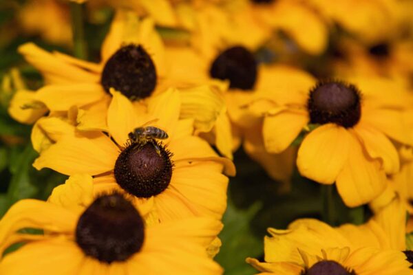 Rudbeckia hirta Toto® Gold - Afbeelding 4