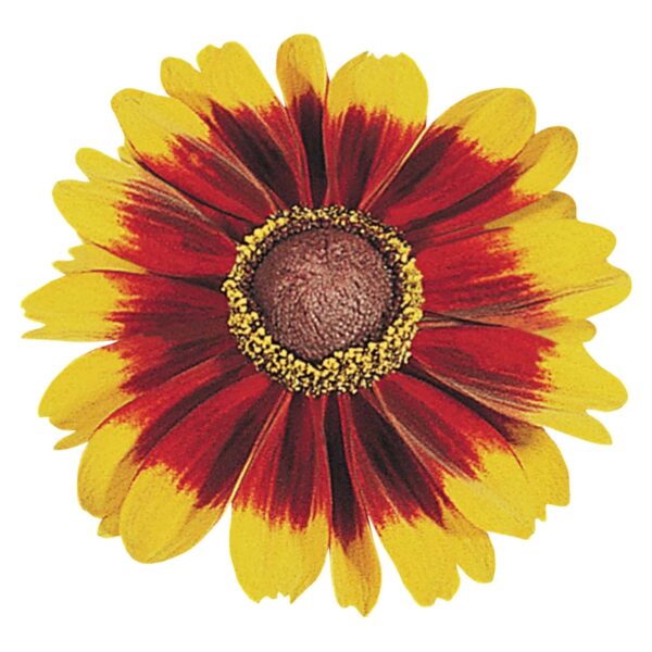 Rudbeckia hirta Toto® Rustic - Bild 3