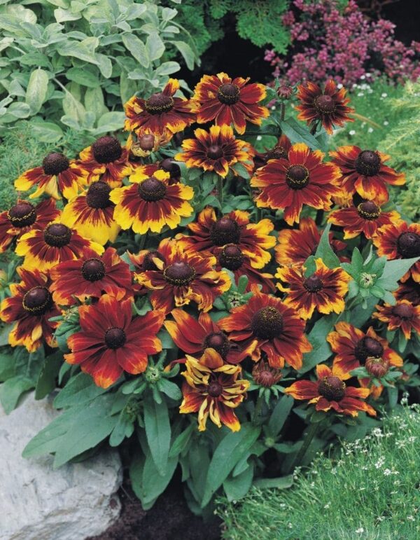 Rudbeckia hirta Toto® Rustic - Bild 5