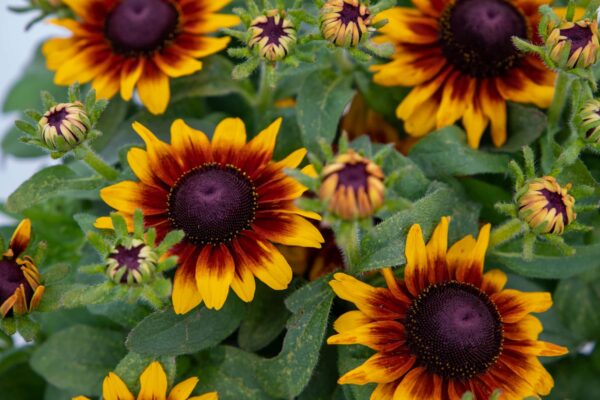 Rudbeckia hirta Toto® Rustic - Bild 4