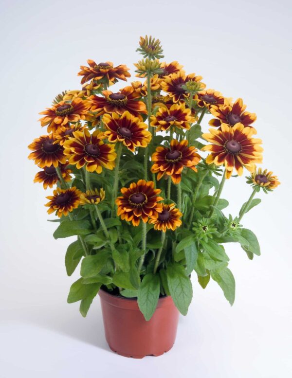 Rudbeckia hirta Toto® Rustic - Bild 2