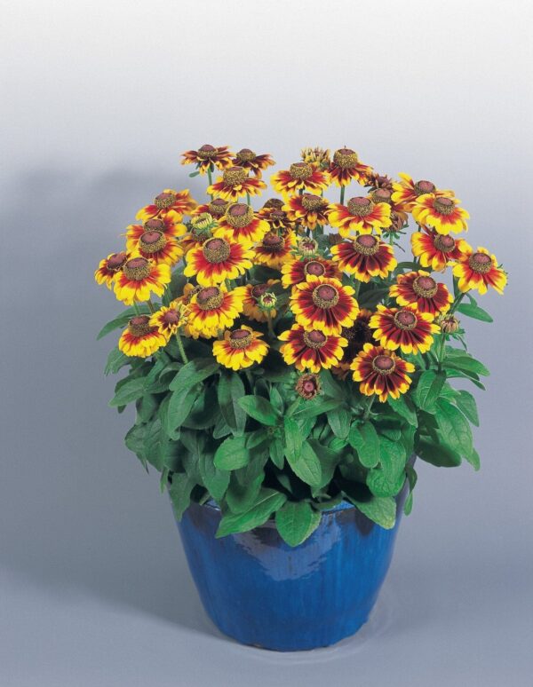 Rudbeckia hirta Toto® Rustik