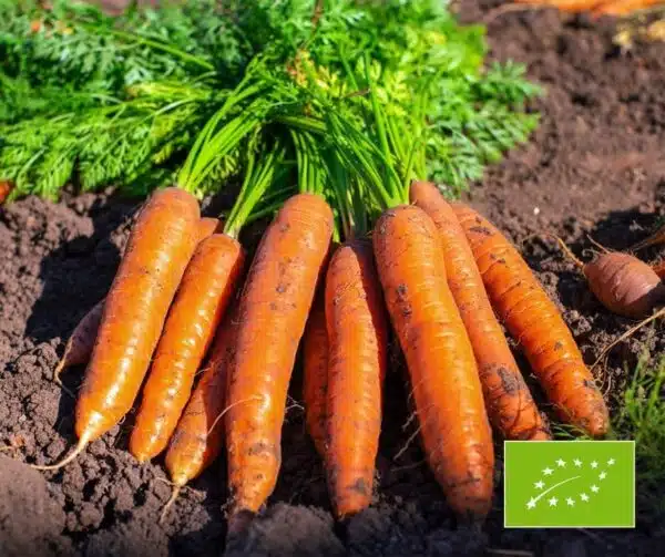 Daucus carota (Carotte) Treenetaler BIO