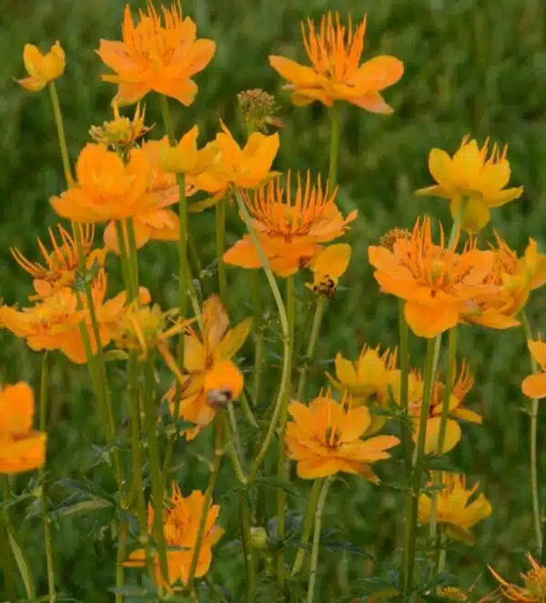Trollius chinensis Залатая каралева