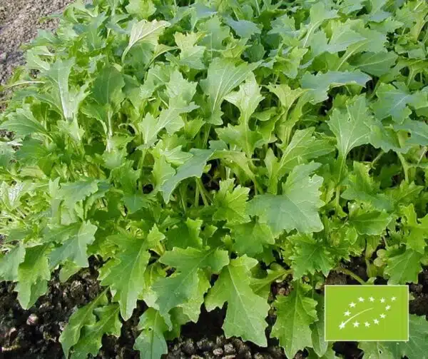 Brassica rapa var. ruvo (Rapini) Namenia BIO