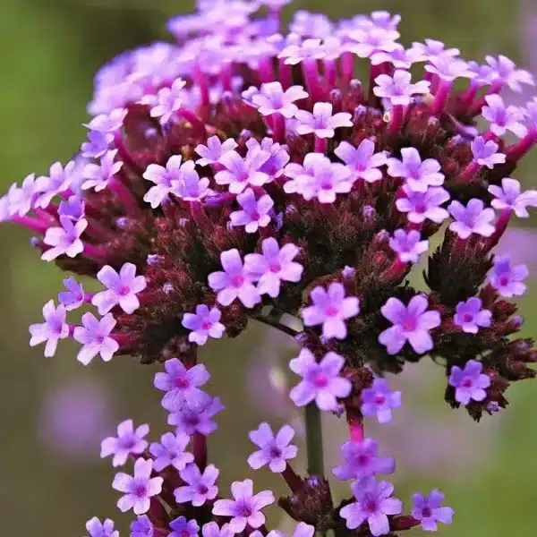 Verbena bonariensis - Afbeelding 2