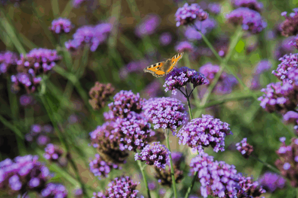 Verbena bonariensis Finesse® - Afbeelding 3
