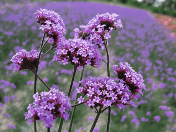Verbena bonariensis Finesse®