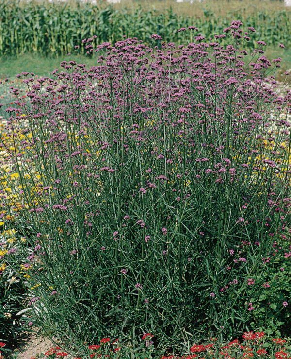 Verbena bonariensis Finesse® - Afbeelding 4