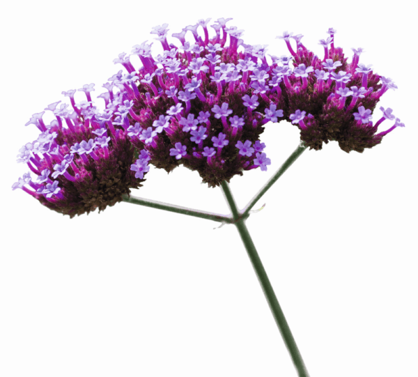 Verbena bonariensis Finesse® - Afbeelding 2