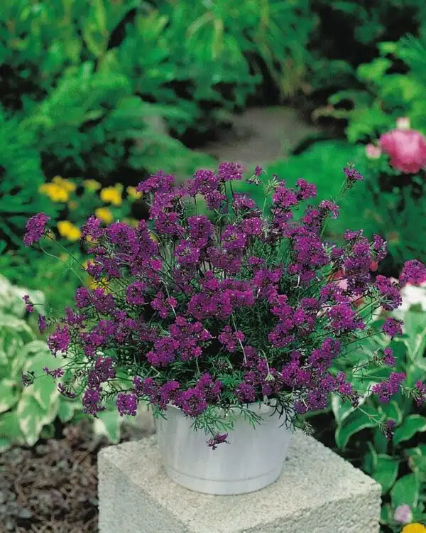 Verveine speciosa Imagination® - Image 3