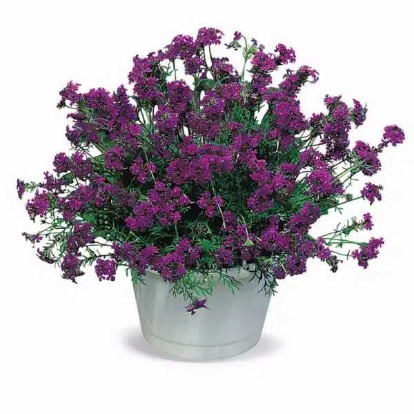 Verveine speciosa Imagination®