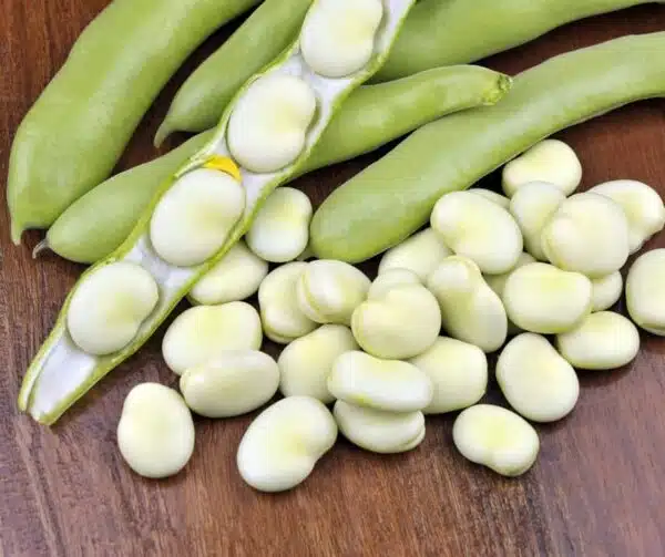 Vicia alba (Broad bean) Triple White